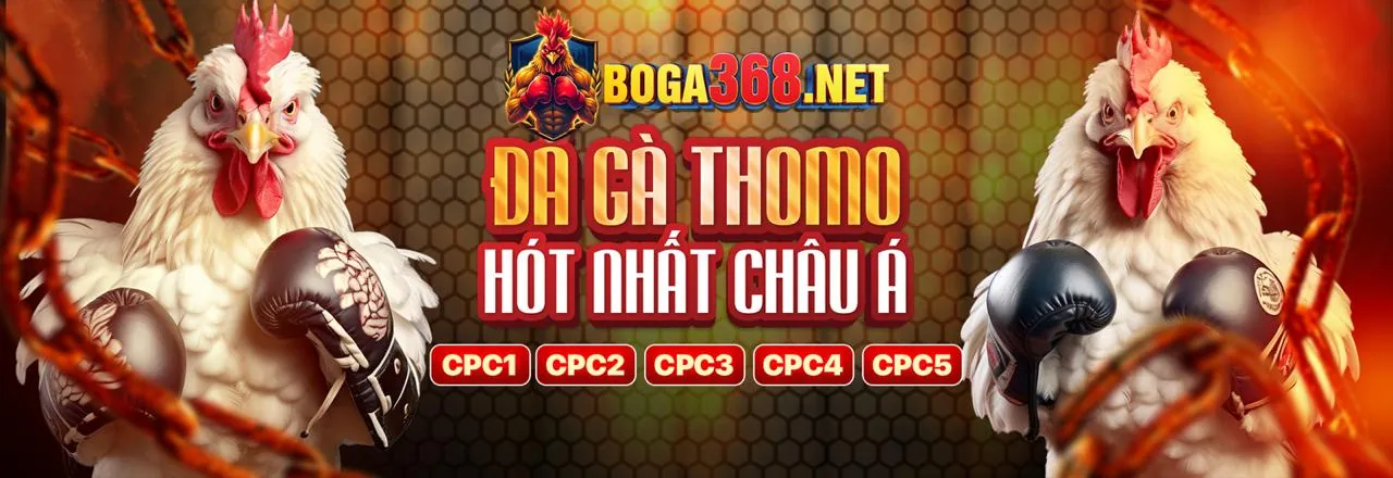 Đấu gà 99kl: Sân đấu rực lửa